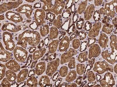 Immunohistochemistry-Paraffin: Paralemmin Antibody [NBP2-97246] - Immunochemical staining of human Paralemmin in human kidney with rabbit polyclonal antibody at 1:100 dilution, formalin-fixed paraffin embedded sections.