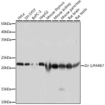 Western Blot: Park7/DJ-1 Antibody (1Q7F8) [NBP3-15663] - Western blot analysis of extracts of various cell lines, using Park7/DJ-1 antibody (NBP3-15663) at 1:1000 dilution. Secondary antibody: HRP Goat Anti-Rabbit IgG (H+L) at 1:10000 dilution. Lysates/proteins: 25ug per lane. Blocking buffer: 3% nonfat dry milk in TBST. Detection: ECL Basic Kit. Exposure time: 1s.