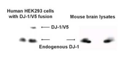 Western Blot: Park7(DJ-1) Antibody [NBP2-24402] - Western blot analysis of PARK7 (DJ-1) using NBP2-24402 on HEK293 cells with DJ-1/V5 fusion, and mouse brain lysates.