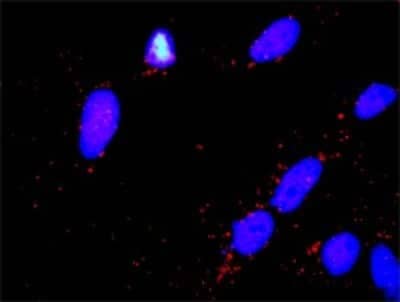 Proximity Ligation Assay: Parkin Antibody [H00005071-D01P] - Analysis of protein-protein interactions between PARK2 and DLG1. HeLa cells were stained with anti-PARK2 rabbit purified polyclonal 1:1200 and anti-DLG1 mouse monoclonal antibody 1:50. Each red dot represents the detection of protein-protein interaction complex, and nuclei were counterstained with DAPI (blue).