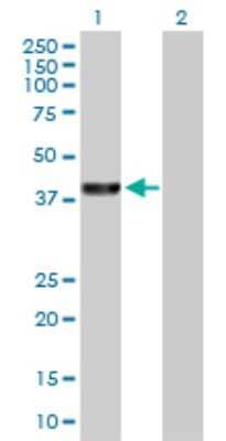 Western Blot: Parkin Antibody [H00005071-D01P] - Analysis of PARK2 expression in transfected 293T cell line by PARK2 polyclonal antibody.Lane 1: PARK2 transfected lysate(42.40 KDa).Lane 2: Non-transfected lysate.