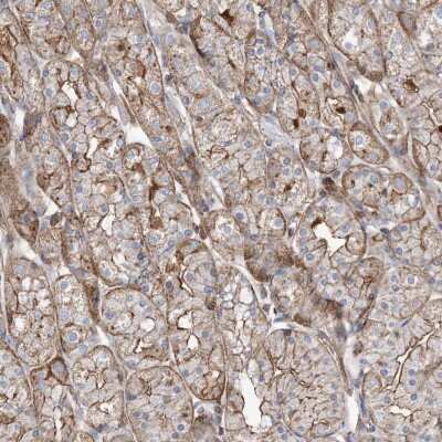 Immunohistochemistry-Paraffin: Parvin gamma Antibody [NBP2-58033] - Immunohistochemical staining of human stomach, upper shows moderate cytoplasmic and membranous positivity in glandular cells.