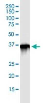 Immunoprecipitation: Parvin gamma Antibody [H00064098-D01P] - Analysis of PARVG transfected lysate using anti-PARVG rabbit polyclonal antibody and Protein Magnetic Bead, and immunoblotted with PARVG purified mouse polyclonal antibody (B01P).