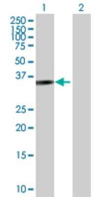 Western Blot: Parvin gamma Antibody [H00064098-D01P] - Analysis of PARVG expression in transfected 293T cell line by PARVG polyclonal antibody.Lane 1: PARVG transfected lysate(37.50 KDa).Lane 2: Non-transfected lysate.