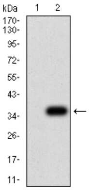 Western Blot: Parvovirus  NS1 Antibody (8E6E10) [NBP2-61903] - Analysis using NS1 mAb against HEK293 (1) and NS1 (AA: 1-216)-hIgGFc transfected HEK293 (2) cell lysate.