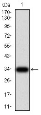 Western Blot: Parvovirus  NS1 Antibody (8E6H12) [NBP2-61904] - Analysis using NS1 mAb against human Parvovirus NS1 (AA: 1-216) recombinant protein. (Expected MW is 33.4 kDa)