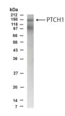 Western Blot Patched Antibody - BSA Free