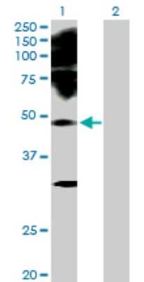 Western Blot: Pax2 Antibody [H00005076-D01P] - Analysis of PAX2 expression in transfected 293T cell line by PAX2 polyclonal antibody.Lane 1: PAX2 transfected lysate(47.41 KDa).Lane 2: Non-transfected lysate.
