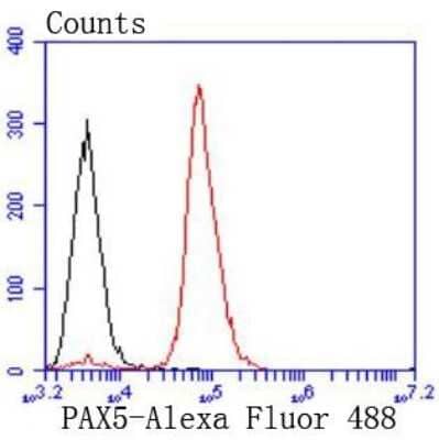 Flow Cytometry: Pax5/BSAP Antibody (JJ08-87) [NBP2-67874] - Analysis of Raji cells with PAX5 antibody at 1/50 dilution (red) compared with an unlabelled control (cells without incubation with primary antibody; black). Alexa Fluor 488-conjugated goat anti rabbit IgG was used as the secondary antibody.