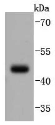 Western Blot: Pax5/BSAP Antibody (JJ08-87) [NBP2-67874] - Analysis of PAX5 on Daudi cells lysates using anti-PAX5 antibody at 1/1,000 dilution.