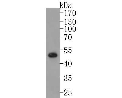 Western Blot: Pax5/BSAP Antibody (JJ08-87) [NBP2-67874] - Western blot analysis of Pax5/BSAP on Daudi cell lysates. Proteins were transferred to a PVDF membrane and blocked with 5% BSA in PBS for 1 hour at room temperature. The primary antibody (1/500) was used in 5% BSA at room temperature for 2 hours. Goat Ant