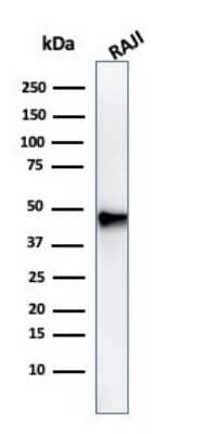 Western Blot: Pax5/BSAP Antibody (PAX5/3735) - Azide and BSA Free [NBP3-08418] - Western Blot Analysis of Raji cell lysate using Pax5/BSAP Mouse Monoclonal Antibody (PAX5/3735).