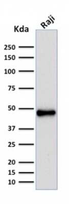 Western Blot: Pax5/BSAP Antibody (rPAX5/2060) - Azide and BSA Free [NBP3-08874] - Western Blot Analysis of human Raji cell lysate using Pax5/BSAP Mouse Recombinant Monoclonal Antibody (rPax5/BSAP/2060).