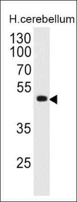 Western Blot: Pax6 Antibody (PAX6/498) - Azide and BSA Free [NBP2-34705] - analysis of PAX6 in human cerebellum lysate