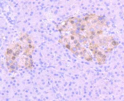 Immunohistochemistry-Paraffin: Pax6 Antibody (SD08-31) [NBP2-67823] - Analysis of paraffin-embedded human pancreas tissue using anti-PAX6 antibody. Counter stained with hematoxylin.