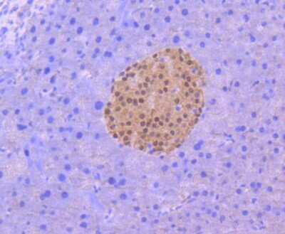 Immunohistochemistry-Paraffin: Pax6 Antibody (SD08-31) [NBP2-67823] - Analysis of paraffin-embedded mouse pancreas tissue using anti-PAX6 antibody. Counter stained with hematoxylin.