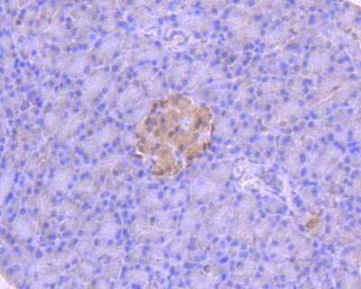 Immunohistochemistry-Paraffin: Pax6 Antibody (SD08-31) [NBP2-67823] - Immunohistochemical analysis of paraffin-embedded rat pancreas tissue using anti-PAX6 antibody. The section was pre-treated using heat mediated antigen retrieval with Tris-EDTA buffer (pH 8.0-8.4) for 20 minutes.The tissues were blocked in 5% BSA for 30 minutes at room temperature, washed with ddH2O and PBS, and then probed with the primary antibody (1/50) for 30 minutes at room temperature. The detection was performed using an HRP conjugated compact polymer system. DAB was used as the chromogen. Tissues were counterstained with hematoxylin and mounted with DPX.