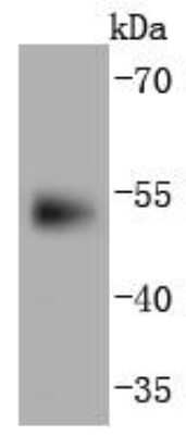 Western Blot: Pax6 Antibody (SD08-31) [NBP2-67823] - Analysis of PAX6 on Hela cells lysates using anti-PAX6 antibody at 1/1,000 dilution.