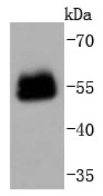 Western Blot: Pax6 Antibody (SD081-03) [NBP2-67789] - Analysis of PAX6 on mouse eyes lysates using anti-PAX6 antibody at 1/1,000 dilution.