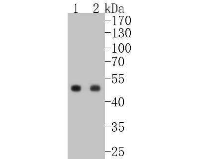 Western Blot: Pax6 Antibody (SD081-03) [NBP2-67789] - Western blot analysis of Pax6 on different lysates. Proteins were transferred to a PVDF membrane and blocked with 5% BSA in PBS for 1 hour at room temperature. The primary antibody (1/500) was used in 5% BSA at room temperature for 2 hours. Goat Anti-Rabb