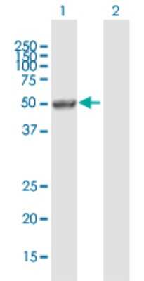 Western Blot: Pax6 Antibody [H00005080-B01P] - Analysis of PAX6 expression in transfected 293T cell line by PAX6 polyclonal antibody.  Lane 1: PAX6 transfected lysate(46.42 KDa). Lane 2: Non-transfected lysate.