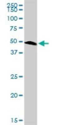 Western Blot: Pax6 Antibody [H00005080-D01P] - Analysis of PAX6 expression in mouse spleen.