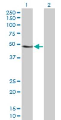 Western Blot: Pax6 Antibody [H00005080-D01P] - Analysis of PAX6 expression in transfected 293T cell line by PAX6 polyclonal antibody.Lane 1: PAX6 transfected lysate(46.70 KDa).Lane 2: Non-transfected lysate.