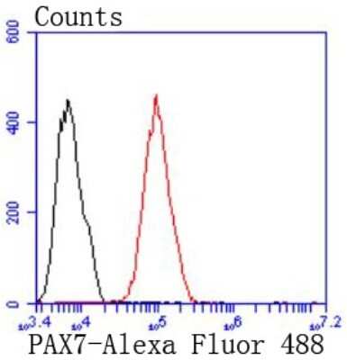 Flow Cytometry: Pax7 Antibody (SD083-04) [NBP2-67792] - Analysis of MCF-7 cells with PAX7 antibody at 1/50 dilution (red) compared with an unlabelled control (cells without incubation with primary antibody; black). Alexa Fluor 488-conjugated goat anti rabbit IgG was used as the secondary antibody