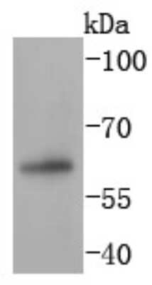 Western Blot: Pax7 Antibody (SD083-04) [NBP2-67792] - Analysis of PAX7 on Hela cells lysates using anti-PAX7 antibody at 1/1,000 dilution.