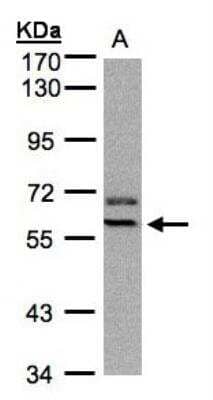 Western Blot: Pax7 Antibody [NBP1-31224] - A:Hep G2.