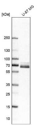 Western Blot: Paxillin Antibody [NBP2-57097] - Analysis in human cell line U-87 MG.