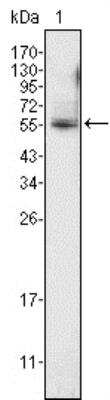 Western Blot: Pea3 Antibody (1A2G3) [NBP1-28856] - analysis using anti-ETV4 mAb against K562 cell lysate (1).