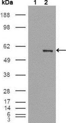 Western Blot: Pea3 Antibody (1A2G3) [NBP1-28856] - Western blot analysis using ETV4 mouse mAb against HEK293T cells transfected with the pCMV6-ENTRY control (1) and pCMV6-ENTRY ETV4 cDNA (2).