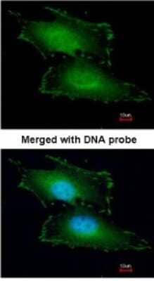 Immunocytochemistry/ Immunofluorescence Peflin Antibody