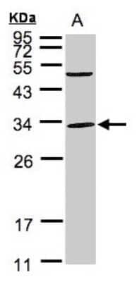 Western Blot Peflin Antibody