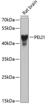 Western Blot: Pellino 1 Antibody [NBP2-93523] - Analysis of extracts of rat brain, using Pellino 1 at 1:1000 dilution.Secondary antibody: HRP Goat Anti-Rabbit IgG (H+L) at 1:10000 dilution.Lysates/proteins: 25ug per lane.Blocking buffer: 3% nonfat dry milk in TBST.Detection: ECL Basic Kit .Exposure time: 15s.