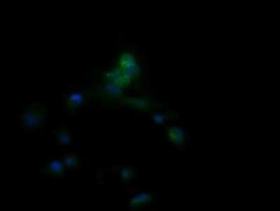 Immunofluorescence: Pentraxin 2/SAP Antibody (OTI1D6) [NBP2-46530] - Analysis  of COS7 cells transiently transfected by pCMV6-ENTRY APCS.