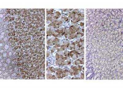 Immunohistochemistry-Paraffin: Pepsin Antibody [NBP2-44230] - Staining: Gastric mucosa (containing fundic gland with zymogenic cells) homogeneus positivity in the secretory granules of glandular chief cells and in secretory granular of neck cells (Shown Left and Center) negative control with normal rabbit IgG (Shown right).