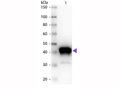 Western Blot: Pepsin Antibody [NBP2-44230] - lane 1: Pepsin. Lane 2: None. Load: 50 ng per lane.