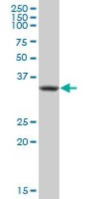 Western Blot: Pepsinogen C/PGC/Progastricsin Antibody [H00005225-B01P] - Analysis of PGC expression in human stomach.