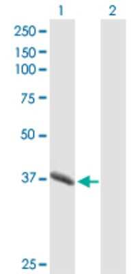 Western Blot: Pepsinogen C/PGC/Progastricsin Antibody [H00005225-B01P] - Analysis of PGC expression in transfected 293T cell line by PGC polyclonal antibody.  Lane 1: PGC transfected lysate(42.68 KDa). Lane 2: Non-transfected lysate.