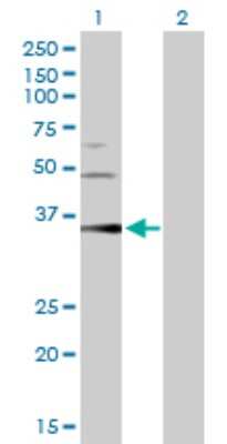 Western Blot: Pepsinogen C/PGC/Progastricsin Antibody [H00005225-D01P] - Analysis of PGC expression in transfected 293T cell line by PGC polyclonal antibody.Lane 1: PGC transfected lysate(42.40 KDa).Lane 2: Non-transfected lysate.