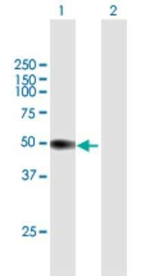 Western Blot: Peptidase Inhibitor 16/PI16 Antibody [H00221476-B01P] - Analysis of PI16 expression in transfected 293T cell line by PI16 polyclonal antibody.  Lane 1: PI16 transfected lysate(44.88 KDa). Lane 2: Non-transfected lysate.