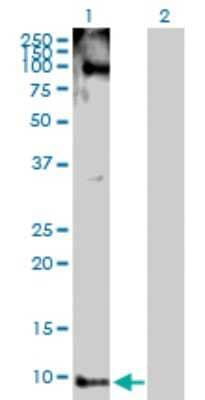 Western Blot: Peptide YY Antibody [H00005697-D01P] - Analysis of PYY expression in transfected 293T cell line by PYY polyclonal antibody.Lane 1: PYY transfected lysate(11.10 KDa).Lane 2: Non-transfected lysate.