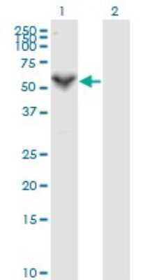 Western Blot: Perforin Antibody (3B4) [H00005551-M04] - Analysis of PRF1 expression in transfected 293T cell line by PRF1 monoclonal antibody (M04), clone 3B4. Lane 1: PRF1 transfected lysatE (61.4 KDa). Lane 2: Non-transfected lysate.