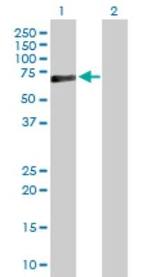 Western Blot: Perforin Antibody [H00005551-D01P] - Analysis of PRF1 expression in transfected 293T cell line by PRF1 polyclonal antibody.Lane 1: PRF1 transfected lysate(61.40 KDa).Lane 2: Non-transfected lysate.