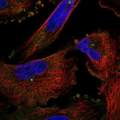 Immunocytochemistry/Immunofluorescence: Pericentrin Antibody [NBP2-58501] - Staining of human cell line U-251 MG shows localization to centrosome.