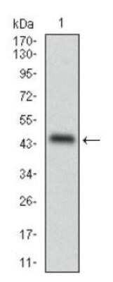 Western Blot: Perilipin-2/ADFP Antibody (2C5A3) - Azide and BSA Free [NBP2-80907] - Analysis of ADFP in human ADFP recombinant protein. (Expected MW is 42.6 kDa) Image from the standard format of this antibody.
