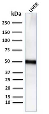 Western Blot: Perilipin-2/ADFP Antibody (ADFP/2755R) - Azide and BSA Free [NBP3-08454] - Western Blot Analysis for human Liver tissue lysate using Perilipin-2/ADFP Recombinant Rabbit Monoclonal Antibody (ADFP/2755R).