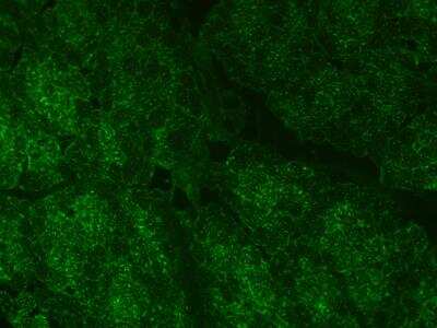 Immunohistochemistry-Frozen: Perilipin-2/ADFP Antibody [NB110-40878] - Detection of PLIN2 in pig sleletal muscle cross section. Antibody dilution 1:100 in PBS with 2% normal goat serum. Secondary antibody: Alexa Fluor 488 goat anti-rabbit IgG at 1:1000. IHC-Fr image submitted by a verified customer review.
